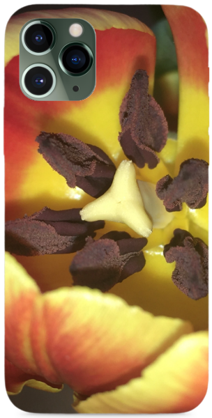tulipán