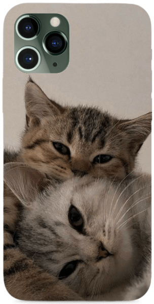 Cicu