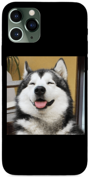 Funny husky